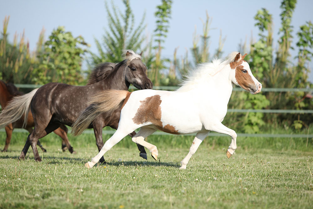 Que es un caballo miniatura